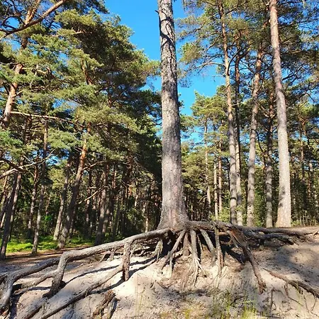 Luksusowe Bursztynowy ,,lesny Poranek