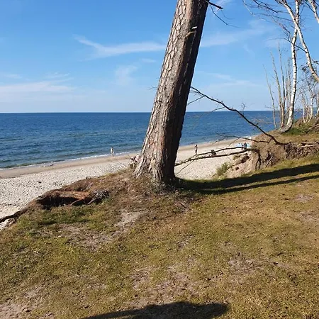 Luksusowe Bursztynowy ,,lesny Poranek