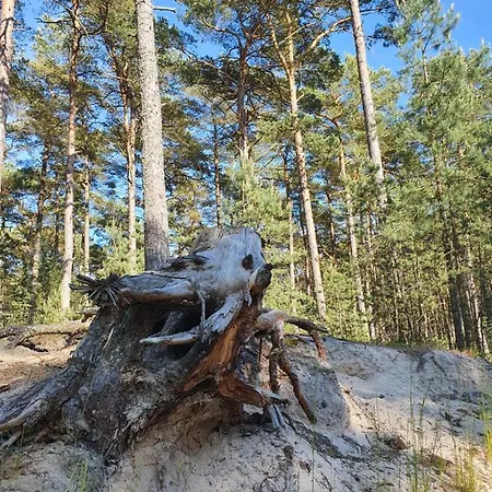 Luksusowe Bursztynowy ,,lesny Poranek