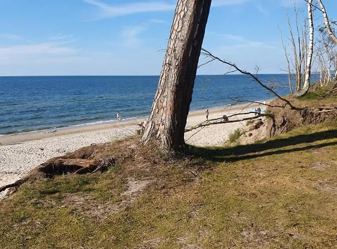 Luksusowe Bursztynowy ,,lesny Poranek