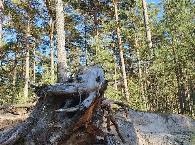 Luksusowe Bursztynowy ,,lesny Poranek